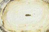 Agatized Fossil Coral - Florida #271609-1